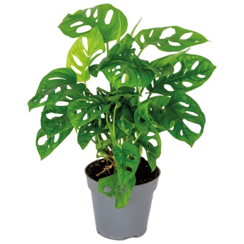 Monstera adansonii Monkey Leaf Lochpflanze luftreinigende Zimmerpflanzen