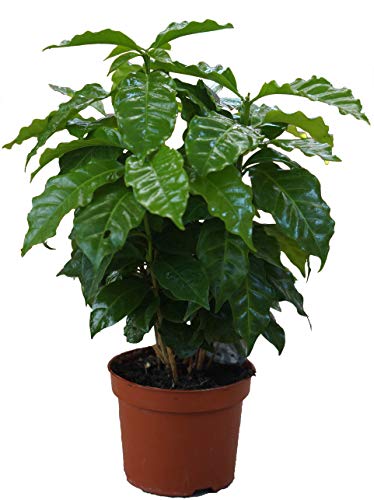 Echter Kaffee 1 Pflanze Coffea arabica Zimmer und Kübelpflanze