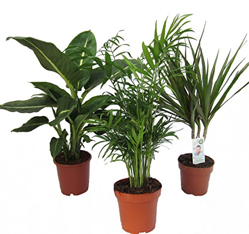 Dominik Büropflanzen Set mit Diefenbachia, Zimmerpalme und Dracena marginata
