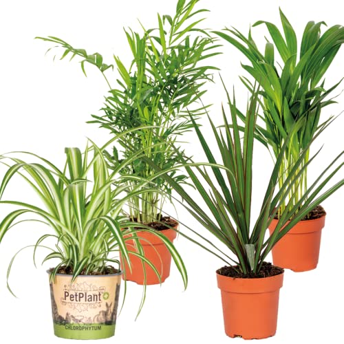 4 × Luftreinigungsmischung echte Luftpflanzen für drinnen Höhe 25 - 45 cm