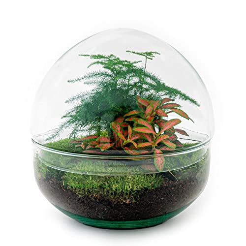 Flaschengarten Dome Rot Ökosystem im Glas 20 cm DIY Terrarium Komplett Set