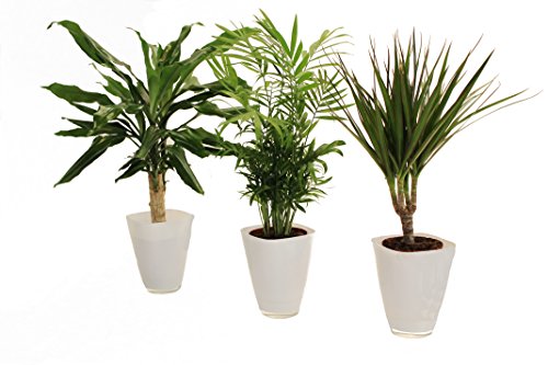 Zimmerpflanzenpalmen Trio für Teilschatten Sonneneinstrahlung geeignet