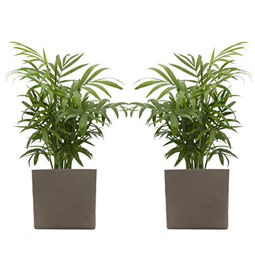 Zimmerpalmen-Duo mit Töpfen von Scheurich 2 Pflanzen und 2 Dekotöpfe
